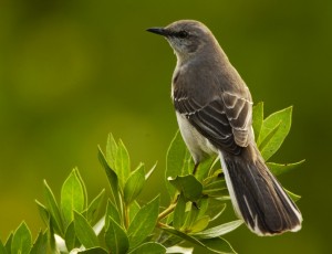 Mockingbirds serenade us with some of nature's most beautiful music, so it's not cool to kill them. Public domain photo. 